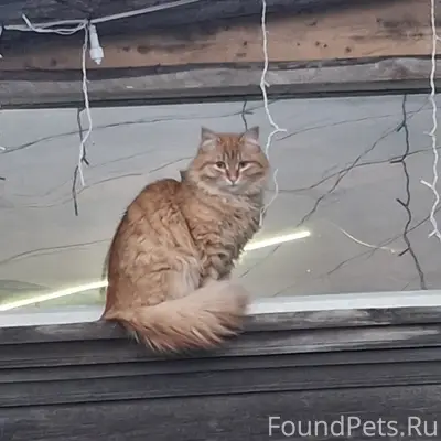 Пропал кот, рядом с магазином "Заречный"