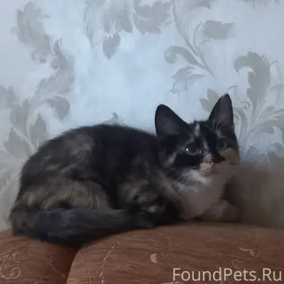 Найдена кошка, около дома Ленина 49