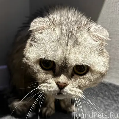 Найдена кошка, Сочи