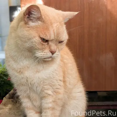 Пропал шотландский прямоухий кот Филя, СНТ 'Пищевик'