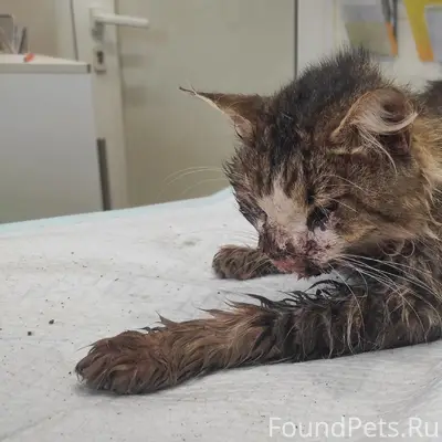 Найден кот, ул. Сирина