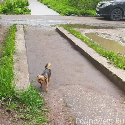Пропал кобель, Хуторок
