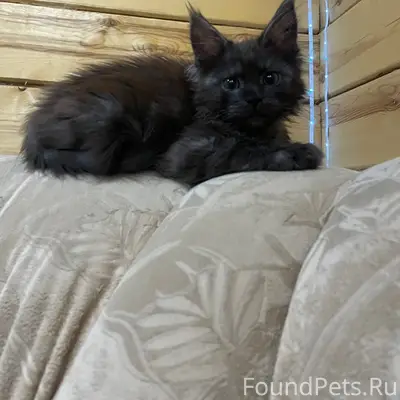 Пропал котёнок Зерг, Нижний Саянтуй