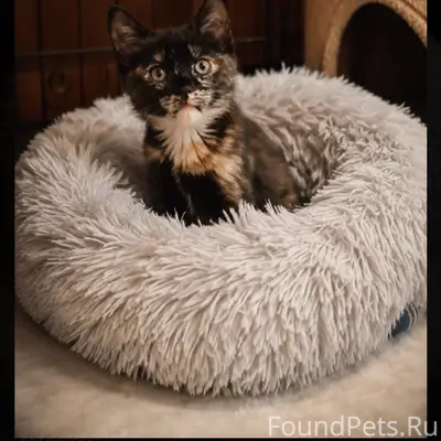 Найден котёнок-девочка, 1.5 месяца