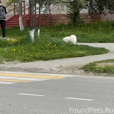 Пропалы белые мелкие собаки, частный сектор у церкви