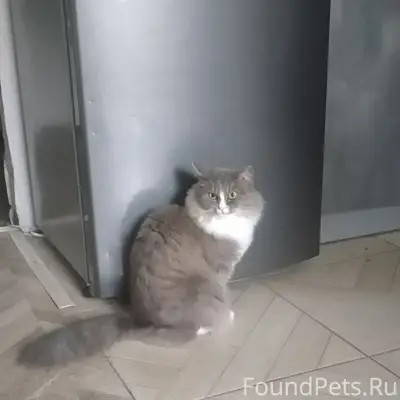 Пропала кошка, новый Южный