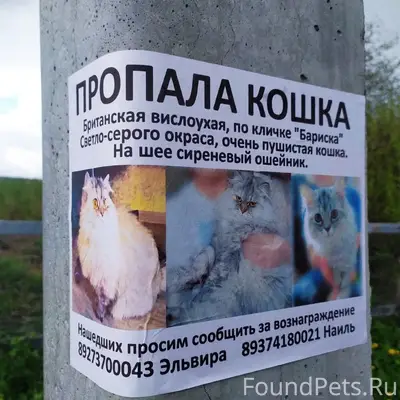 Пропала домашняя кошка, в районе сёл Степановка, Трофимовка