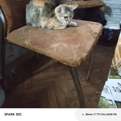 Пропала трехцветная кошка, ул. Железнодорожная
