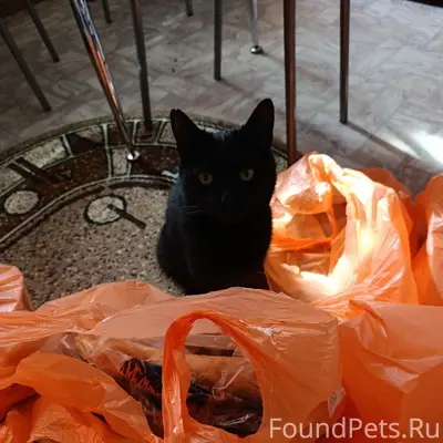 Пропал чёрный кот, Южный