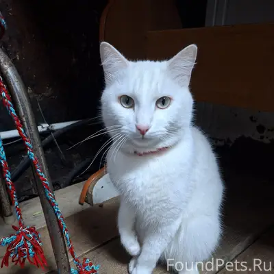 Пропал кот, район восточки