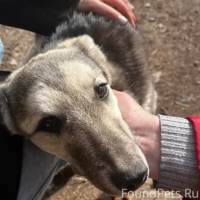 Пропала собака Ева, Сульфат