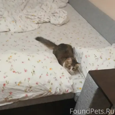 Пропала кошка, Коровино
