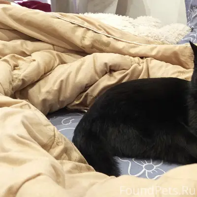 Найден кот, Верхнетарманская 5