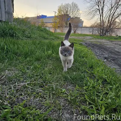 Пропал кот, район Выдвиженца
