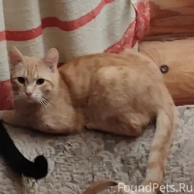 Пропал рыжий кот