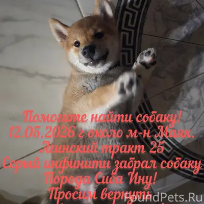 Пропала собака, район Антипиха