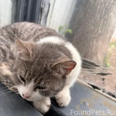 Найдена кошка, Ижевск, улица Чайковского