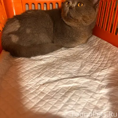 Найден кот, Крымская улица