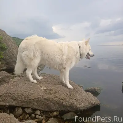 Пропал пёс, г. Новочебоксарск, ул. Парковая