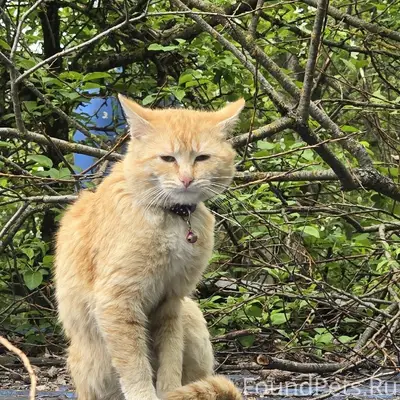 Найдена кошка, улица Светлая