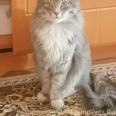Пропал кот Тиша, улица Сушникова