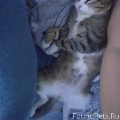 Пропал котёнок Чарли