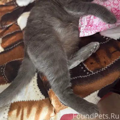 Пропал кот Мурзик, Озеры