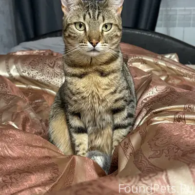Пропала кошка, ул. Победы