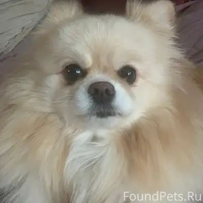 Пропала собака-шпиц, Советский район