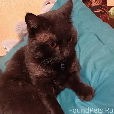 Пропал кот Котофей, район гай
