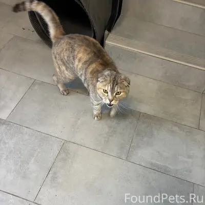 Найдена шотландская кошка, Кошелев парк