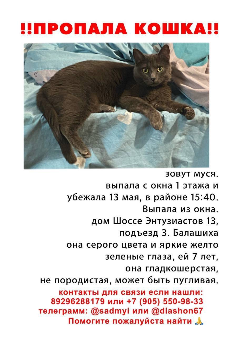 Пропала кошка, Первая Балашиха