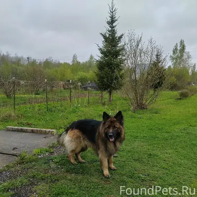 Найден кобель немецкой овчарки, Даниловский район