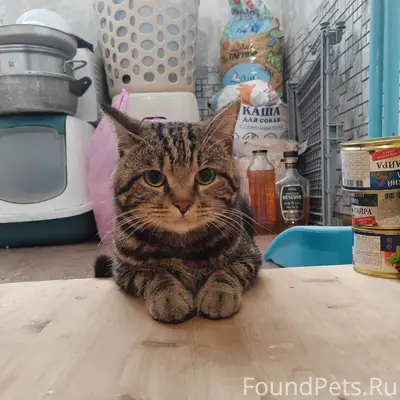 Найден котик, похож на бенгала, ул. Чапаева 85