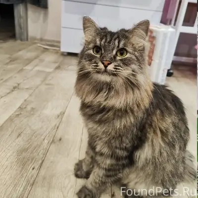 Пропал кот Боня, Безенчук