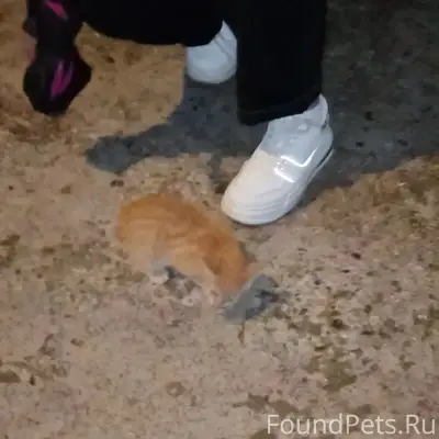 Найден рыжий котёнок, улица Гагарина