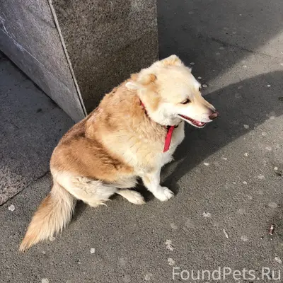 Пропала собака Люся, Аметьево