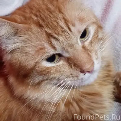 Пропал кот Апельсин, Казачья улица