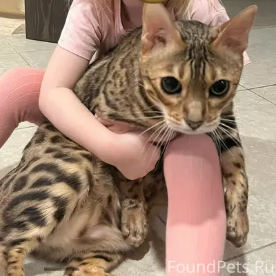 Пропал бенгальский кот Лео, Архангельская д.7