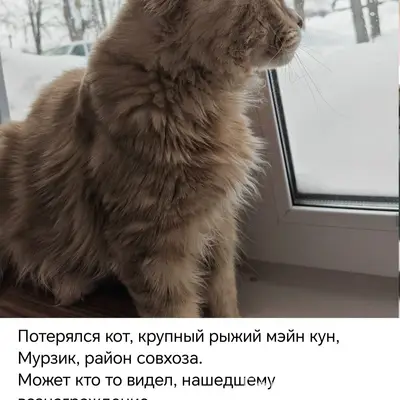 Пропал кот, неизвестно где