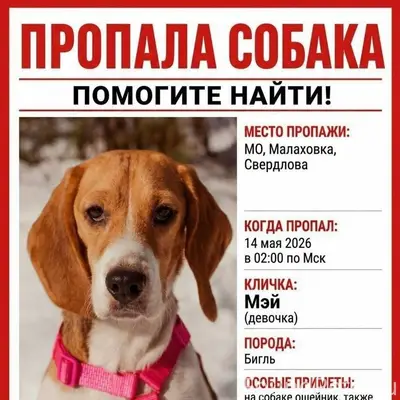 Пропала бигль Мэй, Малаховка