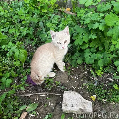 Пропал котёнок персикового цвета, 2 Мкр