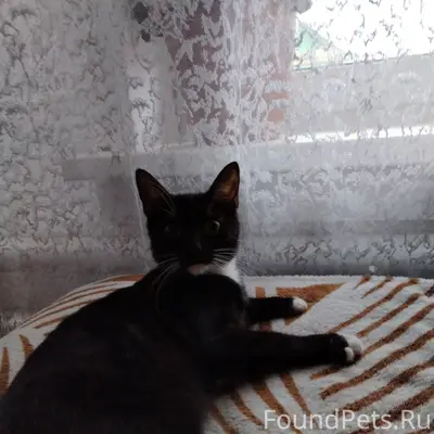 Пропала кошка, улица Дачная