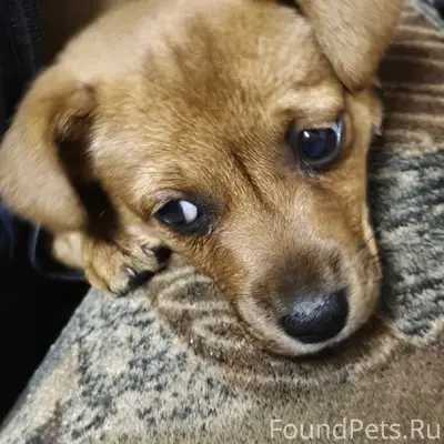 Пропала девочка, Дягилево