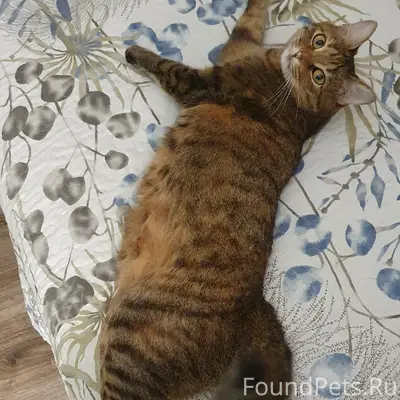 Пропала кошка Фани, ул. Ворошилова