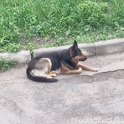 Найден пёс, район Уюта, Орёл