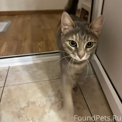 Найдена кошка, центр Энгельса