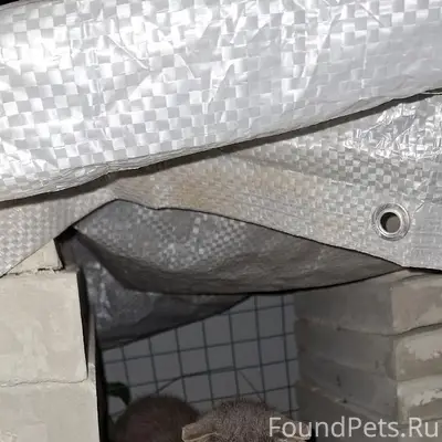 Пропала кошка, Садово-Огородная улица