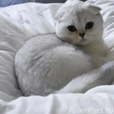 Пропала кошка, Верхняя Гурьевка