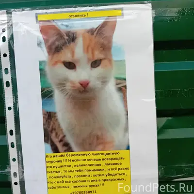 Пропала кошка, Евпатория, Крым
